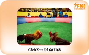 Cách Xem Đá Gà F168