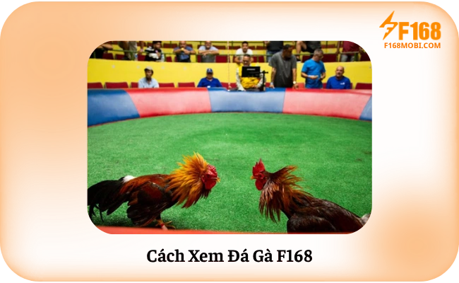 Cách Xem Đá Gà F168